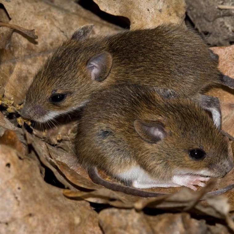 Уничтожения мышей в частном доме в Пятигорске?