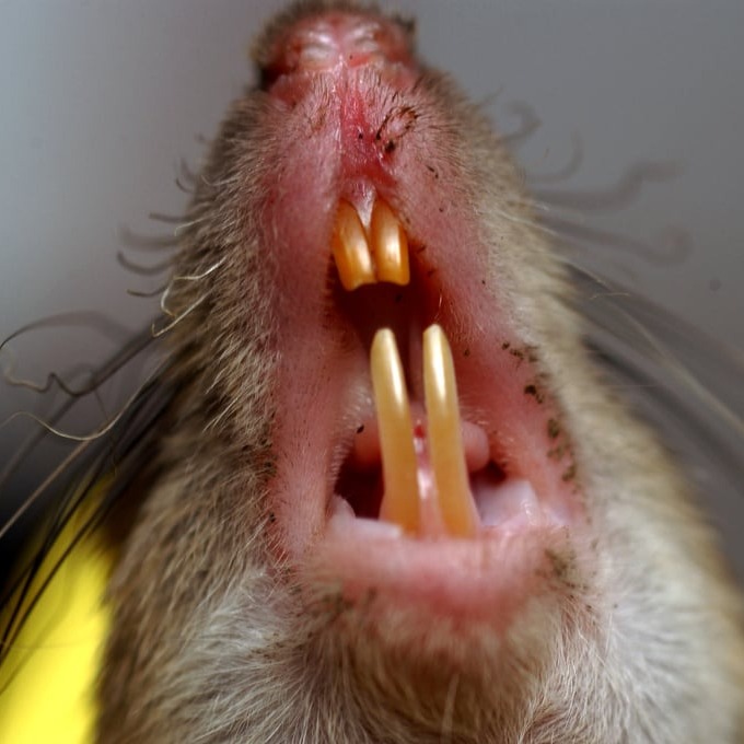 Дератизация крыс в Пятигорске?